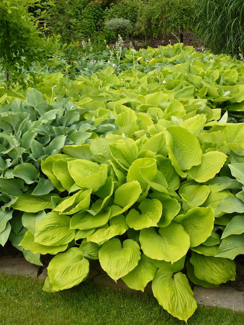 Hosta 'August Moon'